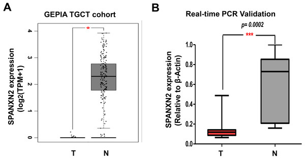 SPANXN2 is downregulated in TGCT relative to normal tissues.