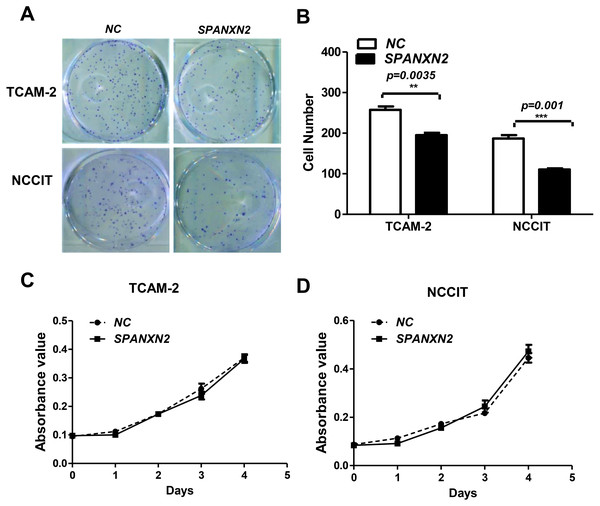 SPANXN2 upregulation demised the colony formation ability but had no effect on cell proliferation.