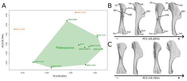 Results of the PCA on the PC1 and PC2 of the humerus analysis (right side illustrated).