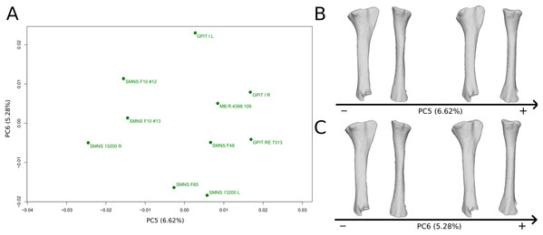 Results of the PCA on the PC5 and PC6 of the tibia analysis (right side illustrated).