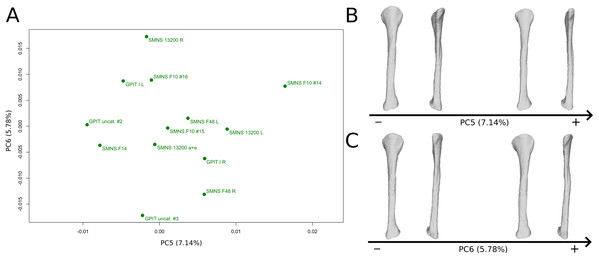 Results of the PCA on the PC5 and PC6 of the fibula analysis (right side illustrated).