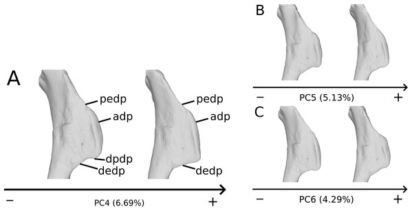 Deltopectoral crest morphological variation on the biologically plausible PCs (i.e., PCs 4.5 & 6).
