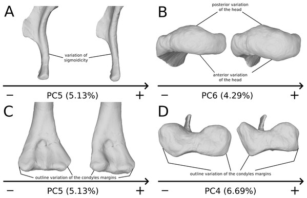 Selected close-ups of biologically plausible humeral variation (i.e., PCs 4, 5 & 6).
