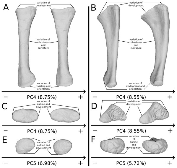 Selected close-ups of biologically plausible radial and ulnar variation (i.e., PCs 4, 5, 6 & 7).