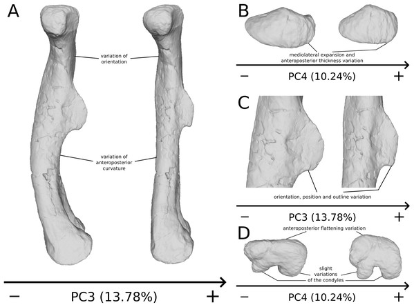 Selected close-ups of biologically plausible femoral variation (i.e., PCs 3, 4 & 6).