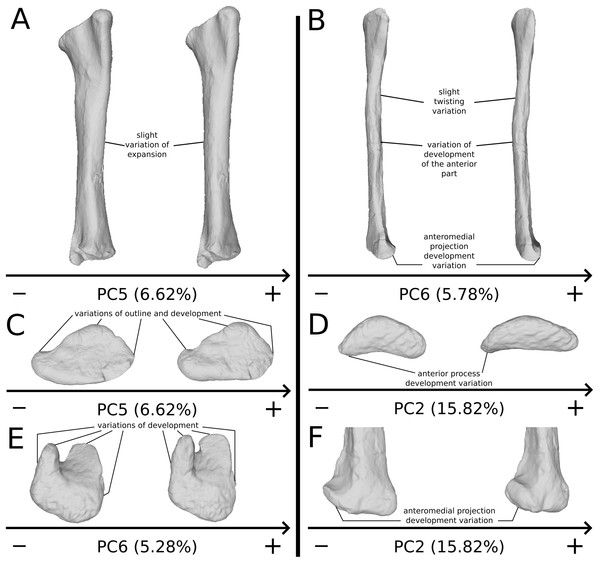 Selected close-ups of biologically plausible tibial (i.e., PCs 5 & 6) and fibular variation (i.e., PCs 2, 6 & 7).