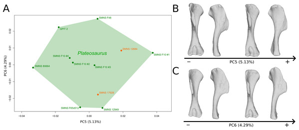 Results of the PCA on the PC5 and PC6 of the humerus analysis (right side illustrated).