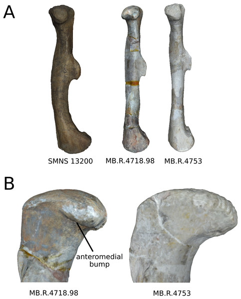 Intergeneric variation occurring between Plateosaurus and Ruehleia.