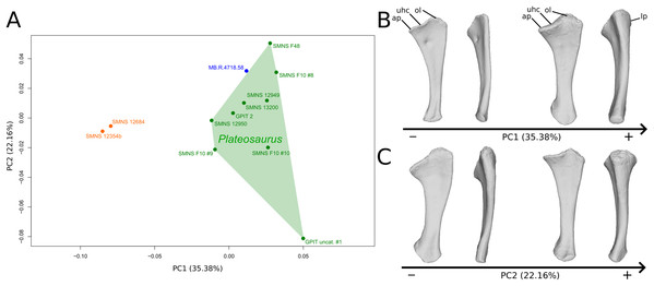 Results of the PCA on the PC1 and PC2 of the ulna analysis (right side illustrated).
