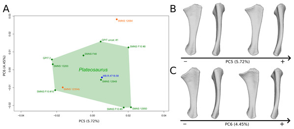 Results of the PCA on the PC5 and PC6 of the ulna analysis (right side illustrated).
