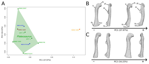 Results of the PCA on the PC1 and PC2 of the femur analysis (right side illustrated).