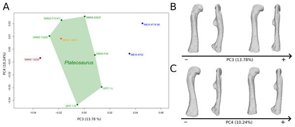 Results of the PCA on the PC3 and PC4 of the femur analysis (right side illustrated).