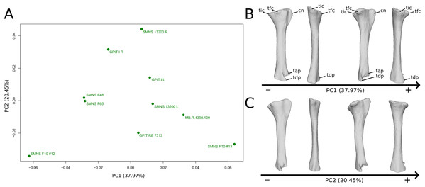 Results of the PCA on the PC1 and PC2 of the tibia analysis (right side illustrated).