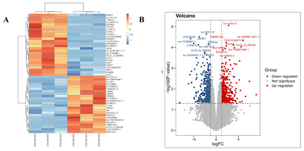 Heat map and volcanic plot of DEGs comparing patients with PDL1-positive and PDL1-negative lung adenocarcinoma.