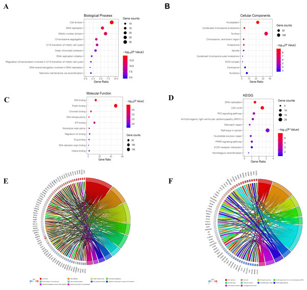 Bubble mapping of the top 10 GO terms and KEGG pathway enrichment analysis data of DEGs.