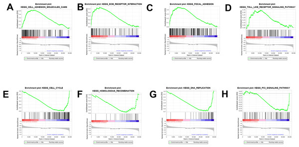 GSEA enrichment analysis and validation.