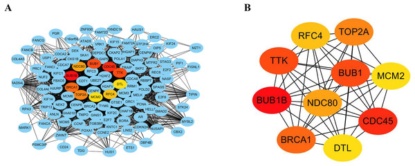 Construction of PPI networks and analysis of hub genes.