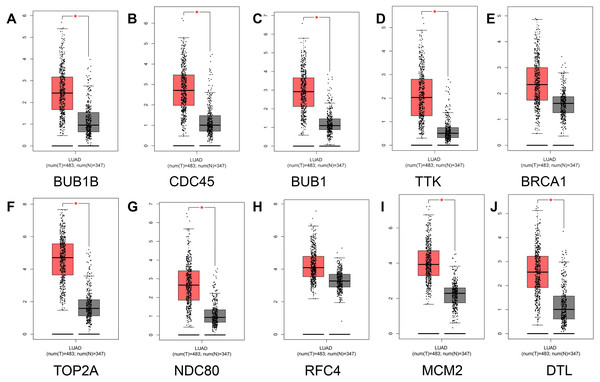 Analysis of hub gene expression in lung adenocarcinoma.