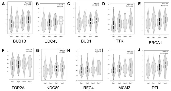 Analysis of the relationship between hub genes and pathological staging in lung adenocarcinoma.