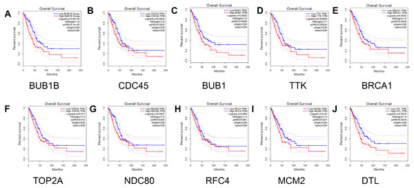 Survival analysis for patients with lung adenocarcinoma in relation to the expression of hub genes.