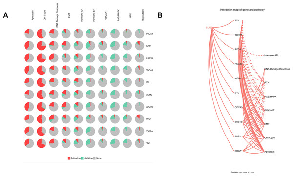 Analysis of pathways of Hub genes.