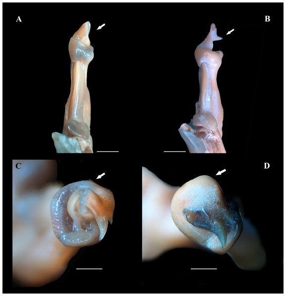 (A–D) Right male first gonopod (G1) in sternal and apical views from A to B and C to D, respectively.