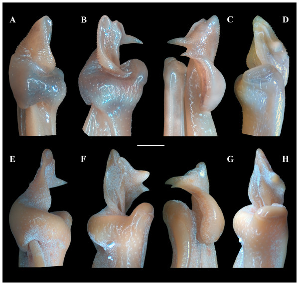 (A–H) Right male first gonopod (G1) in sternal, lateral, mesial, and pleonal views from A–D and E–H, respectively.