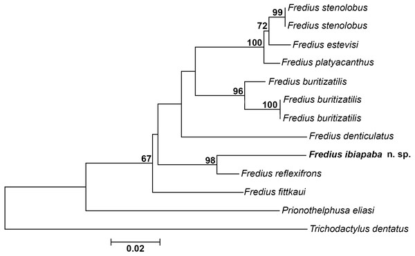 Phylogeny inferred from the partial mitochondrial DNA sequence of the 16S rDNA gene.