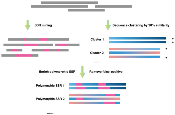 Schematic diagram of the principles of SSREnricher.