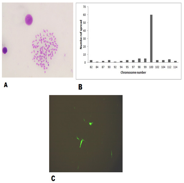 Morphological characteristics and frequency distribution of the chromosomes of the FtGF cell line at passage 30 and transfection efficiency of FtGF cell line.
