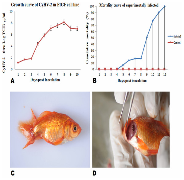 Mean ± SD (n = 2) growth curve of CyHV-2 in FtGF cell line and mortality curve of experimentally infected goldfish and gross pathology of infected goldfish.
