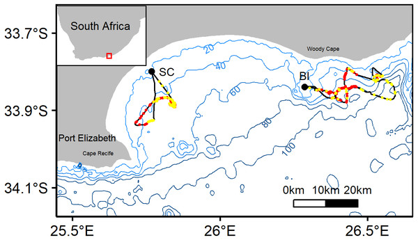 Representative tracks from African penguin study colonies St. Croix (SC) and Bird Island (BI).
