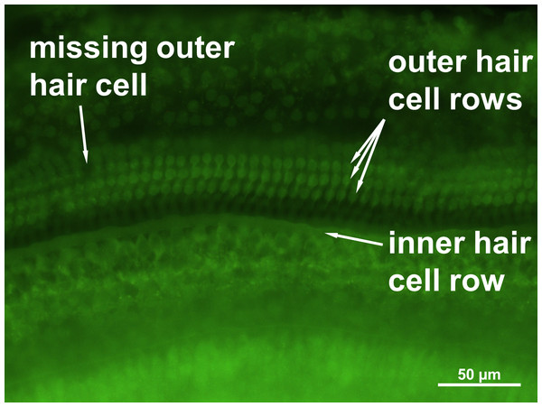 Cochlear hair cell preparation.