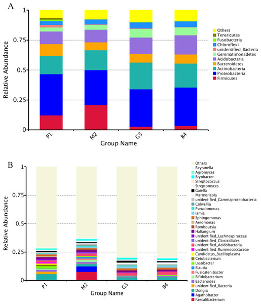 Relative abundance of bacterial at phylum and genus levels of P1, M2, G3 and B4.