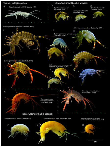 Representative photographs of some Lake Baikal endemic amphipod species.