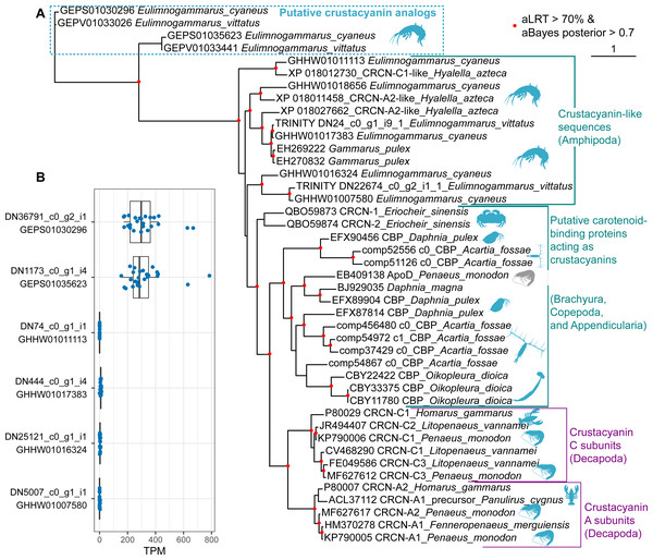 The diversity of predicted crustacyanin-like sequences in some amphipod species in comparison with those from different groups of decapods, as well as some copepods and appendicularia.