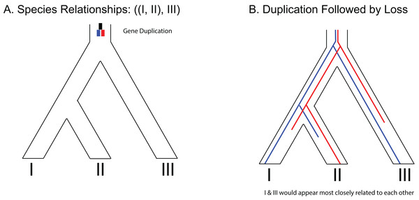 Example of gene duplication and loss misleading phylogenetic inference.