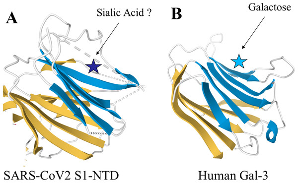 Structural similarities of SARS-CoV2 S1-NTD and human Gal-3.