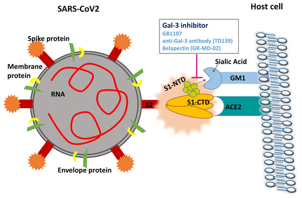 Gal-3 inhibition may disrupt the attachment of SARS-CoV2 S1-NTD to GM1 gangliosides on the cell surface.