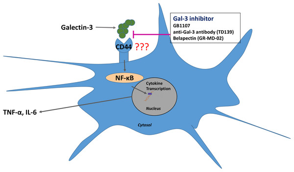 Gal-3 inhibition suppresses the release of IL-6 and TNF-α from dendritic cells.