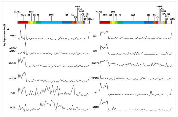 Expression of myogenesis-related transcripts in ASPS-1 relative to the other sarcoma cell lines.