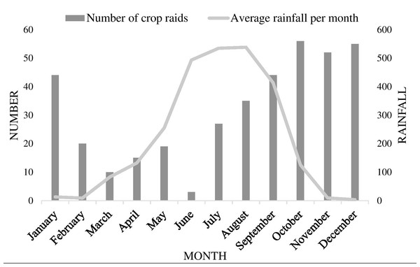 Elephants in the neighborhood: patterns of crop-raiding by Asian