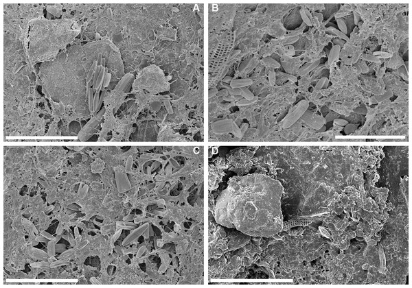 SEM observations of intact biofilm fragments from Caretta caretta.
