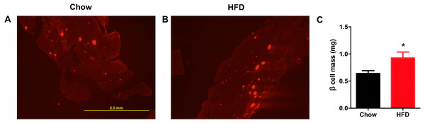 Higher β cell mass in male offspring from HFD-fed dams at weaning.