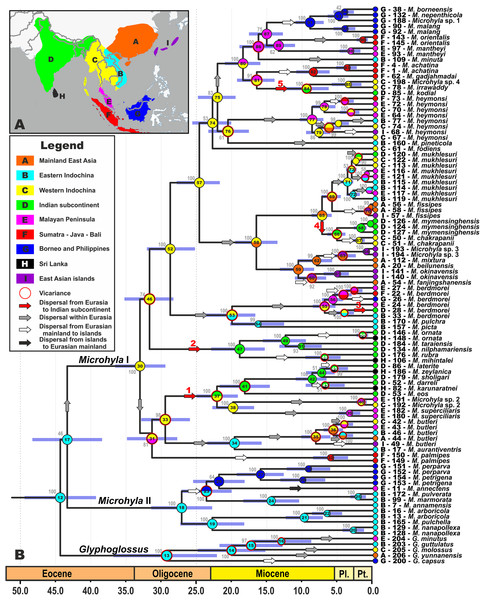 Biogeographic history of Microhyla.
