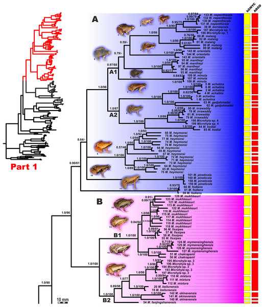 Updated mtDNA-genealogy of the Microhyla—Glyphoglossus assemblage (full tree, part 1).