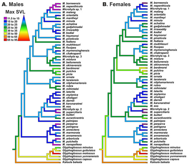 Body size evolution among members of the Microhyla—Glyphoglossus assemblage.
