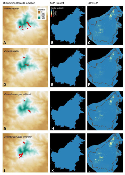 Contemporary distribution records, estimated habitat suitability area of present and Last Glacial Maximum (LGM) bioclimatic conditions for four Everettia species.