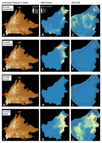 Contemporary distribution records, estimated habitat suitability area of present and Last Glacial Maximum (LGM) bioclimatic conditions for four Everettia species.