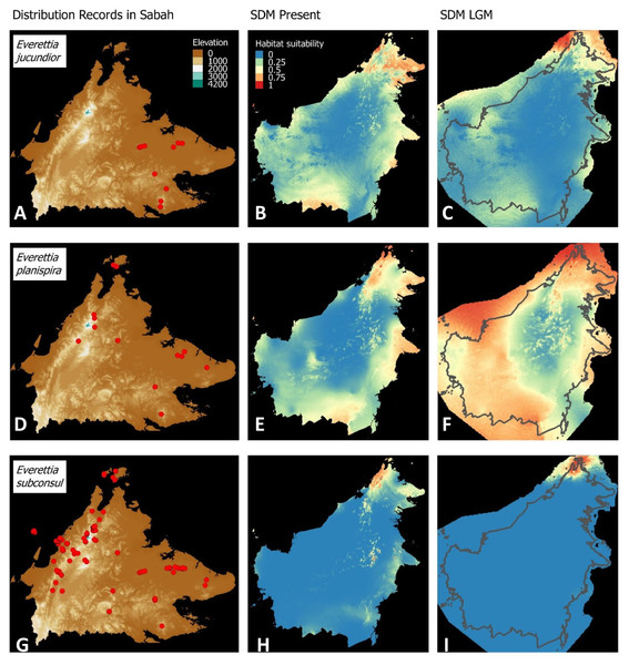 Contemporary distribution records, estimated habitat suitability area of present and Last Glacial Maximum (LGM) bioclimatic conditions for three Everettia species.